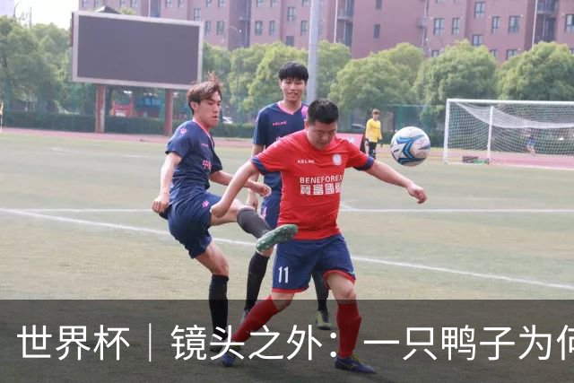 世界杯｜镜头之外：一只鸭子为何火遍世界杯？